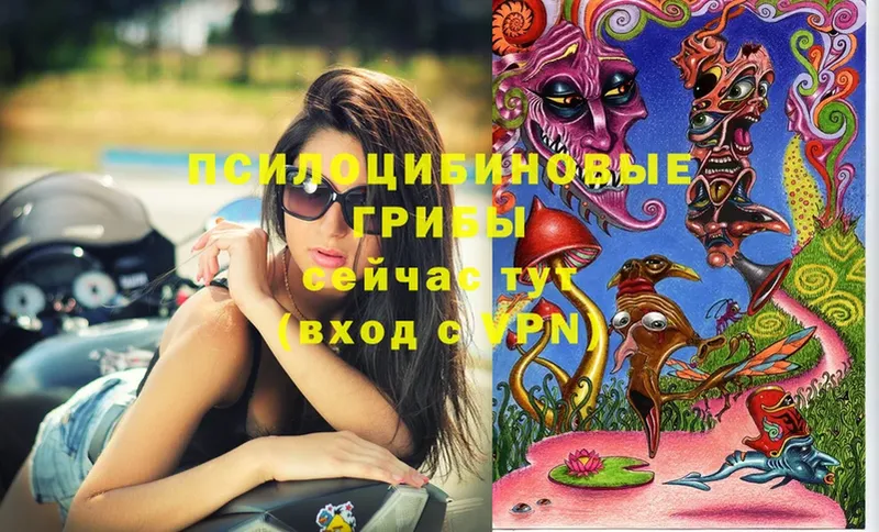 Псилоцибиновые грибы Cubensis  купить наркотики сайты  Новокубанск 